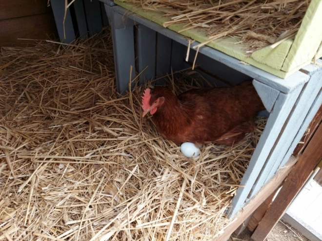 Set of Wooden Eggs in Carton