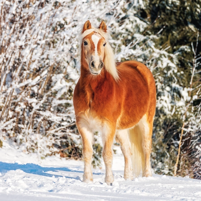 Notique Horse Calendar by Christiane Slawik 2025