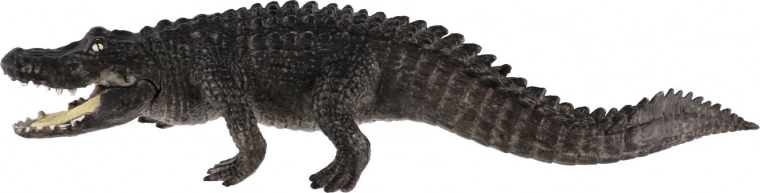 Ideal for education and collecting