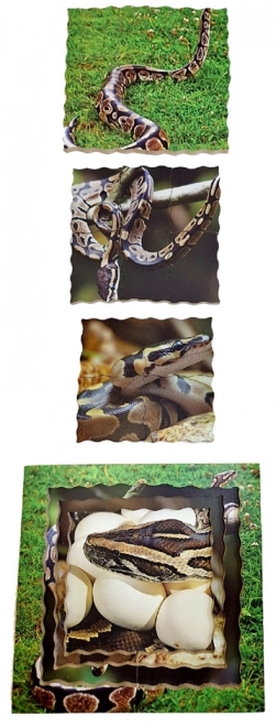 Snake Life Cycle Layered Wooden Puzzle