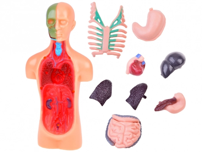 Human Anatomy Educational Model with Organs