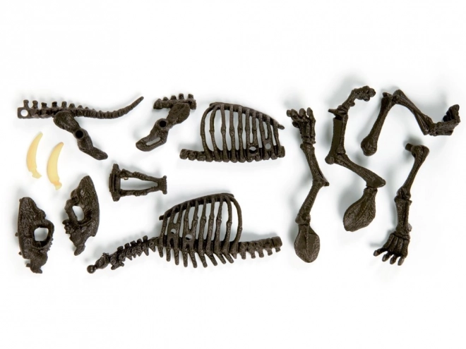 Build a Saber-toothed Tiger Skeleton Kit