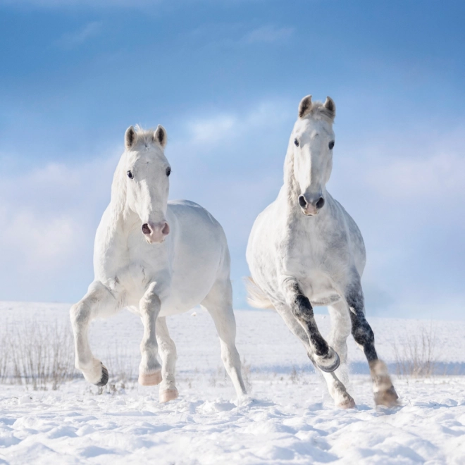 Notique Horse Calendar by Christiane Slawik 2025