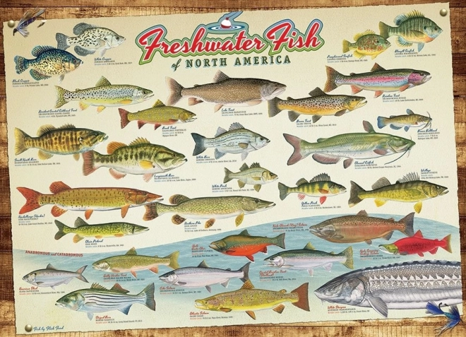 Puzzle North American Fish - 1000 Piece COBBLE HILL