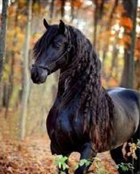 Diamond Mosaic - Black Horse