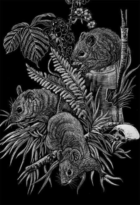 Wild Animals Of North America Scratch Art Block