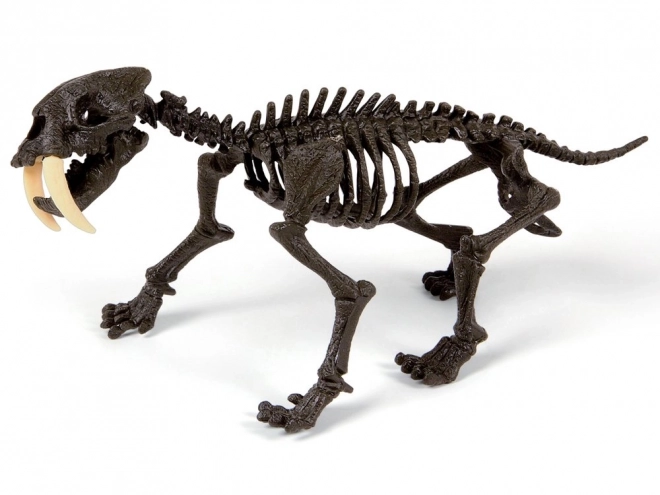 Build a Saber-toothed Tiger Skeleton Kit