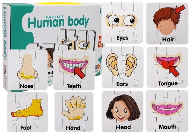 Educational Body Parts Puzzle