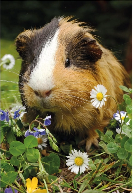 Dino puzzle bunny and guinea pig