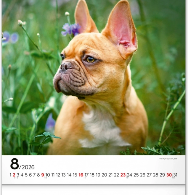 Calendario da parete Cani 2026