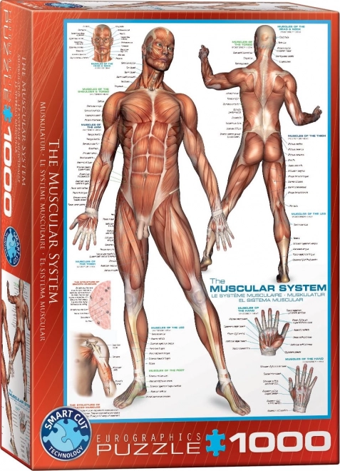 Eurographics human anatomy muscle puzzle 1000 pieces