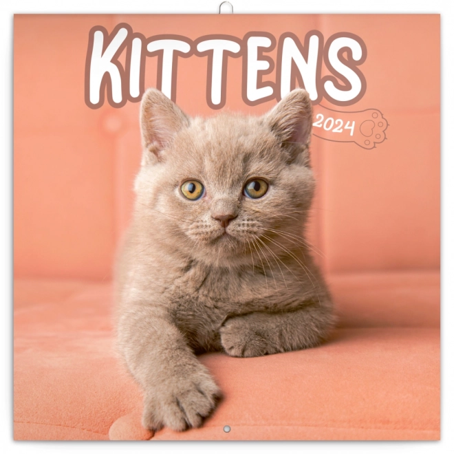 Kitten Calendar 2024