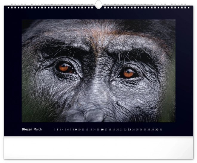 Wall Calendar Majestic Gorillas 2025