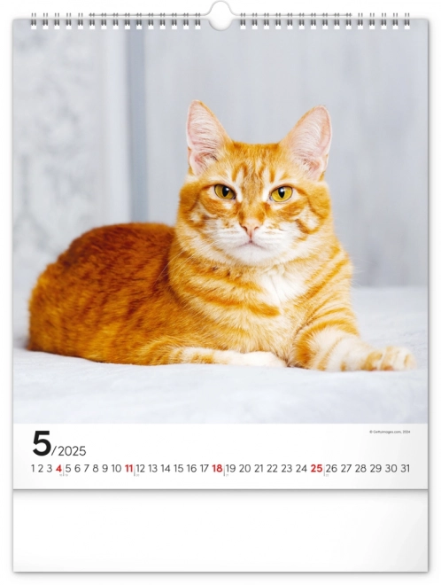 Wall Calendar Cats 2025