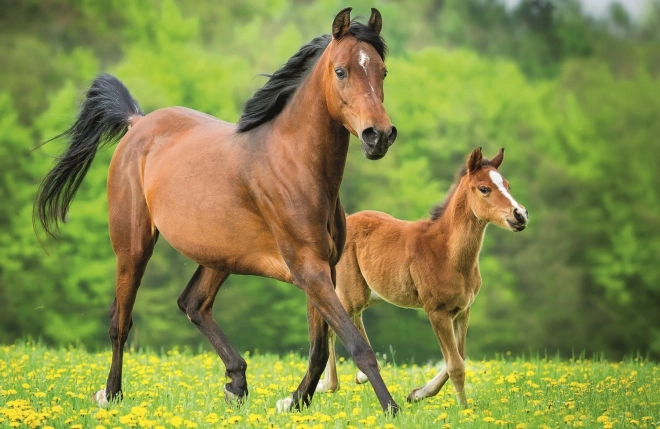 Trefl Puzzle World Horses: Mare and Foal 54 Piece Puzzle