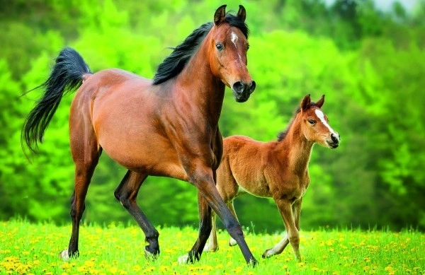 Mini Puzzle With Horses Assortment