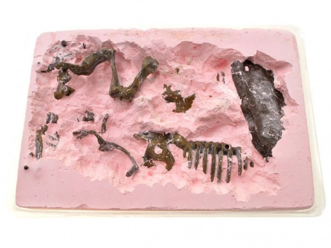 Mammoth Skeleton Excavation Kit – B