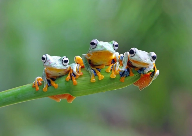 Bluebird Puzzle Friendly Frogs