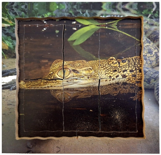 Crocodile Life Cycle Layered Wooden Puzzle