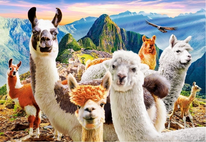 Llamas Selfie Puzzle