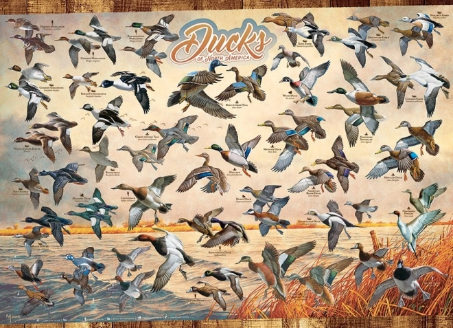 North American Ducks Puzzle 1000 Pieces