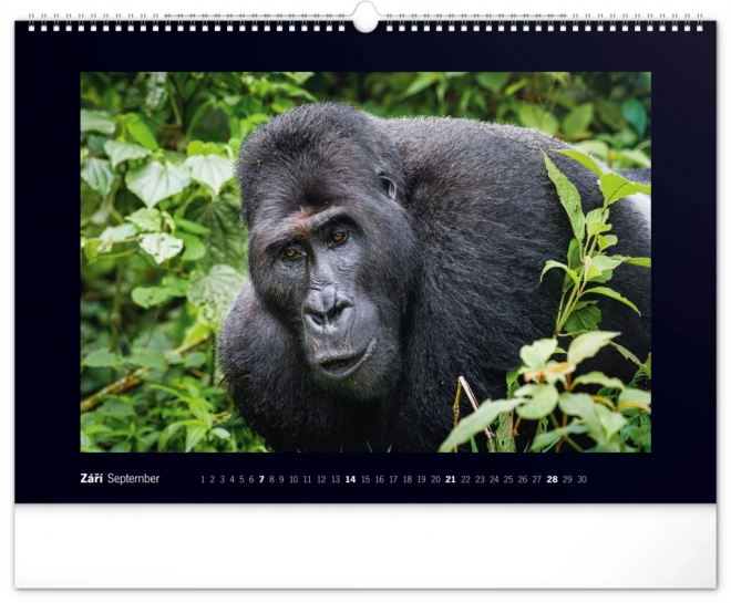 Wall Calendar Majestic Gorillas 2025