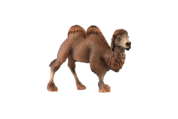 Realistic details of the Bactrian camel