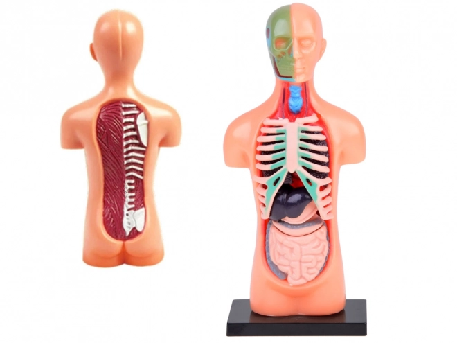 Human Anatomy Educational Model with Organs