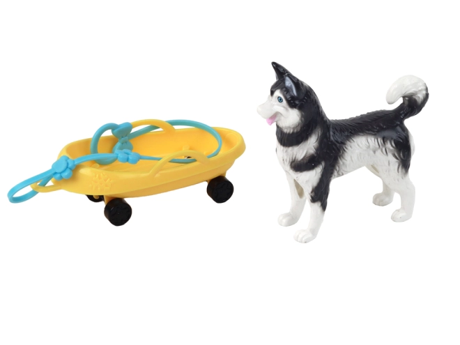 Husky dog as a faithful companion