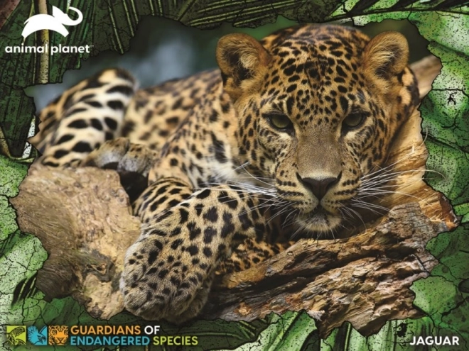 3D Puzzle Jaguar 100 Pieces