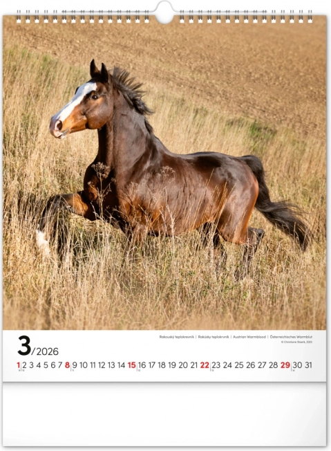 Vægkalender Heste 2026