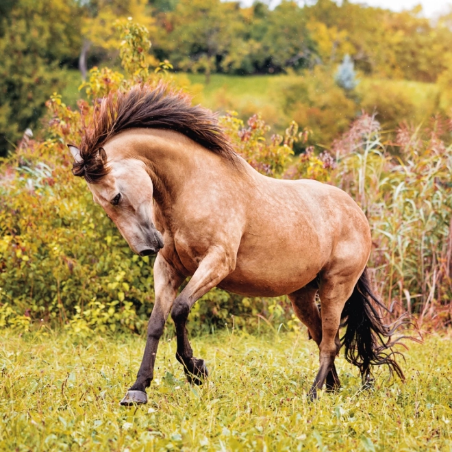 Notique Horse Calendar by Christiane Slawik 2025