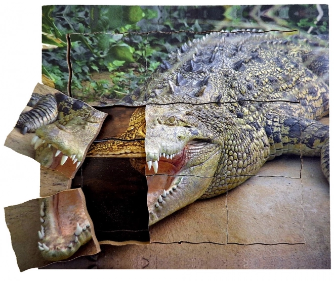 Crocodile Life Cycle Layered Wooden Puzzle