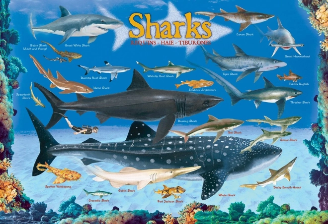 Eurographics Puzzle Sharks 100 Pieces