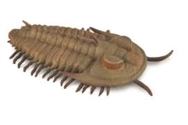 Collecta Redlichia Rex Trilobite Model