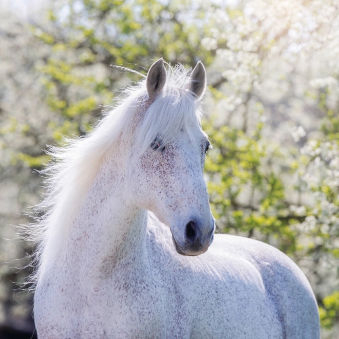 Notique Horse Calendar by Christiane Slawik 2025