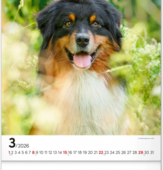 Calendario da parete Cani 2026