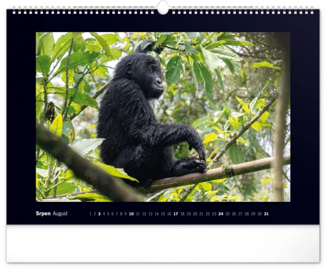 Wall Calendar Majestic Gorillas 2025