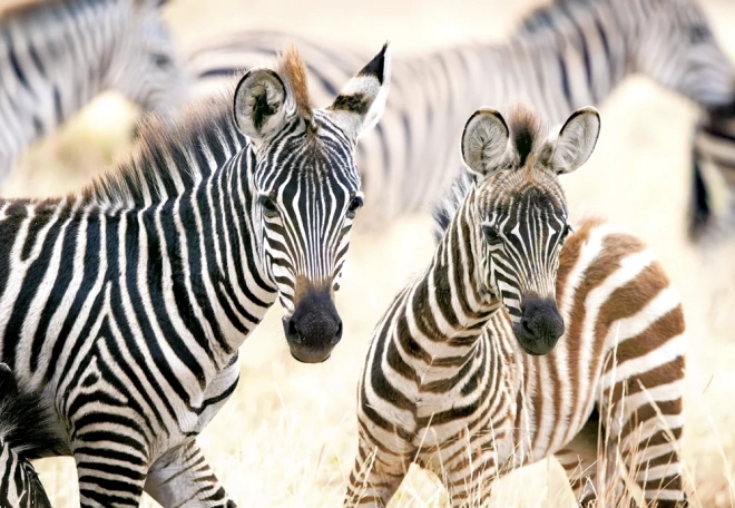 Young Zebras Jigsaw Puzzle