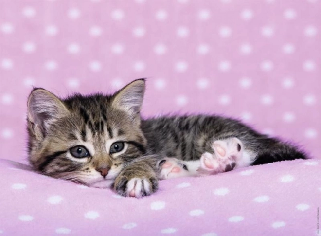 Cute Kitten on Pink Blanket Puzzle