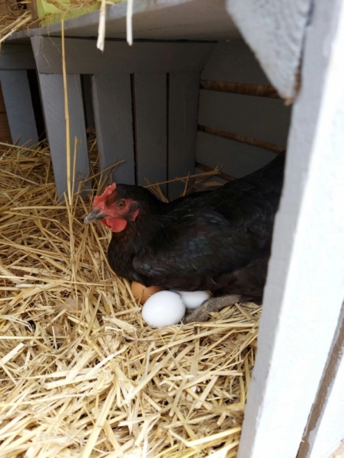 Set of Wooden Eggs in Carton