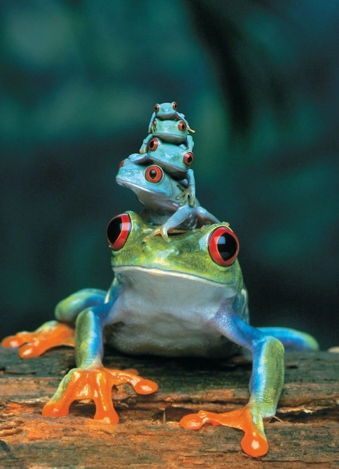 Red-Eyed Tree Frog 1000-Piece Puzzle