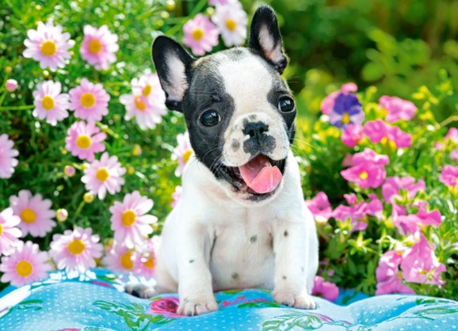 Colorful French Bulldog Puppy Puzzle