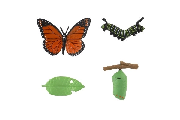 Butterfly Life Cycle Educational Set