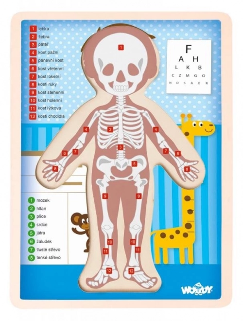 Human Body Puzzle for Kids