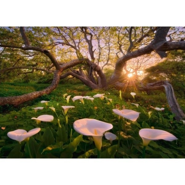 Puzzle 1000 pezzi Foresta Magica di Kalie