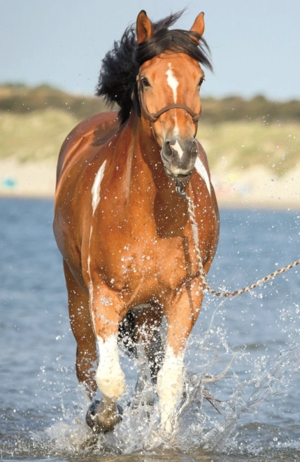 Trefl Puzzle - Horse World: Refreshment in the River