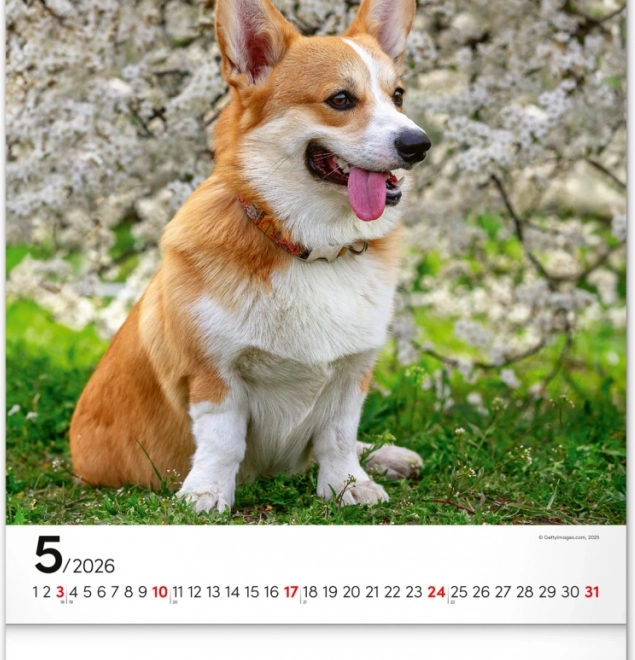 Calendario da parete Cani 2026