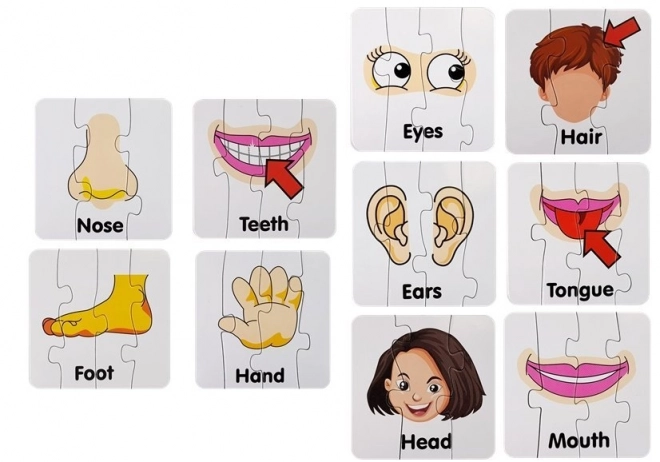 Educational Body Parts Puzzle