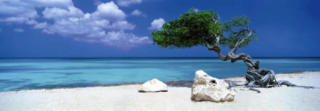 Panoramic Puzzle Divi Divi Tree in Aruba 1000 Pieces HEYE